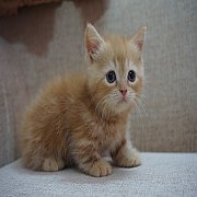 แมวMunchkin แมวขาสั้น แท้