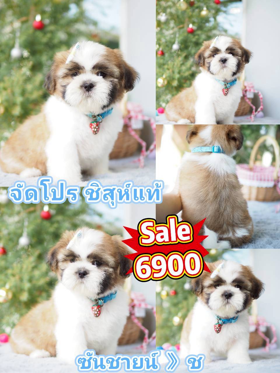 กิ๊ฟซ่า 6900