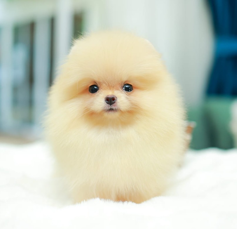 ปอมแท้ ปอมหน้าสั้น HRF-10576 เพศหญิง สีส้ม  หน้าตาน่ารัก น่าเอ็นดูมาก ๆ แก้มนุ่ม...