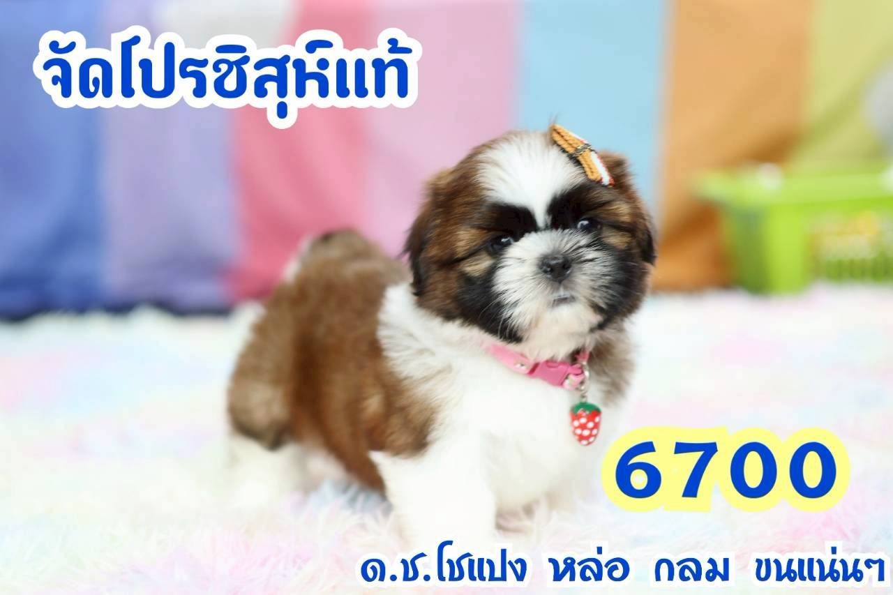 กิ๊ฟซ่า ชิสุแท้ จัดโปร