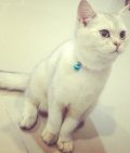 ขายแมว British Shorthair สี silvershade 