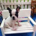 ขายลูกสุนัข French Bulldog สายอเมริกา (N’ NETWORK)