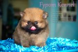 FYPOM KENNEL ขายน้อง BAMBO เพศผู้ สีส้ม ขนแน่น โครงสร้างดี มีใบเพ็ดดิกรี