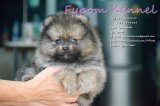 FYPOM KENNEL ขายน้อง BEATING เพศผู้ สีส้ม ขนแน่น โครงสร้างดี มีใบเพ็ดดิกรี