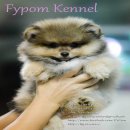 FYPOM KENNEL ขายน้อง Nikkor เพศผู้ ไซส์มาตรฐาน สีส้ม ขนแน่น โครงสร้างดี มีใบเพ็ด...