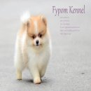 FYPOM KENNEL ขายน้อง Pepper เพศผู้ สีปาร์ตี้ ขนแน่น โครงสร้างดี มีใบเพ็ดดิกรี