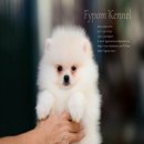 FYPOM KENNEL ขายน้องปอมเพศผู้ สีขาวเพศผู้ ขนแน่น โครงสร้างดี 