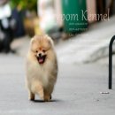 FYPOM KENNEL ขายน้อง BAMBOO  เพศผู้ ไซส์มาตรฐาน สีส้ม ขนแน่นลูกไทยแชมป