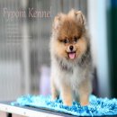 FYPOM KENNEL ขายน้อง Nikkor เพศผู้ ไซส์มาตรฐาน สีส้ม ขนแน่น โครงสร้างดี มีใบเพ็ด...