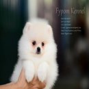 FYPOM KENNEL ขายน้อง Dummy เพศผู้ สีขาว โครงสร้างดี