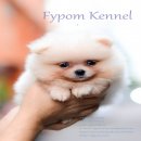 FYPOM KENNEL ขายน้อง Cheesy Omelette เพศผู้ สีขาว ขนแน่น โครงสร้างดี 