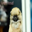 FYPOM KENNEL ขายน้อง Raccoon เพศผู้ ไซส์มาตรฐาน สีส้ม ขนแน่น โครงสร้างดี มีใบเพ็...