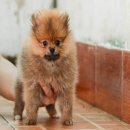 FYPOM KENNEL ขายน้อง Giwi เพศผู้ ไซส์มาตรฐาน สีส้ม ขนแน่น โครงสร้างดี มีใบเพ็ดดิ...