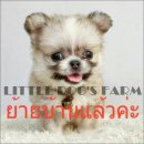 LITTLE DOG'S FARM : ย้ายบ้านแล้วค่ะ สาวน้อยชิวาวาขนยาว หน้าสั้นสวยๆค่ะ