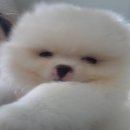 ขายน้องปอมขาว