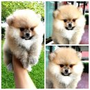 น้องGiant A.S. Pomeranian เพศผู้อายุ 3 เดือน