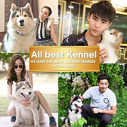 ไซบีเรียนฮัสกี้ สุนัขทรงเสน่ห์ที่คนใฝ่ฝันจะเลี้ยง ต้องที่allbest kennel เท่านั้น