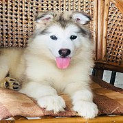 อลาสกันเพศผู้ สีขาวเทา โครงสร้างใหญ่ สุขภาพแข็งแรง พร้อมจัดส่งฟรี