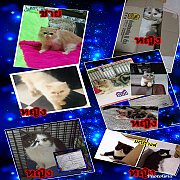 เหมาๆแอคโซติคช๊อตแฮร์ 3เปอร์เซีย3  ผู้1  ตัวเมีย5ตัว  แอคโซติคมีใบรับรอง2ตัว