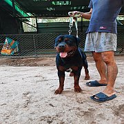 ปล่อยพ่อพันธุ์สวยๆ