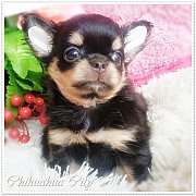 เด็กหญิงชิวาวา เกรดประกวดสายแชมป์ สาย Japan เพ็ดดีกรีเต็มใบ จากฟาร์ม ชิวาวา ซิตี...