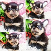 เด็กหญิงชิวาวา เกรดประกวด สายแชมป์ สายJapan เพ็ดดีกรีเต็มใบ จากฟาร์มชิวาวาซิตี้