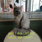 ลูกแมวเปอร์เซียร์แท้  เพศผู้