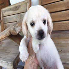 ชิวาวาผสมพุดเดิ้น