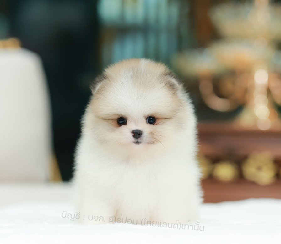 ปอมแท้ ปอมหน้าหมี น้องปอมเลี้ยงเล่น สินสอดเบาๆ HRF-10313 เพศหญิง อายุ 2 เดือน น้...