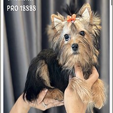 Pro 18,888 ดญ สีบลู ตากลม 