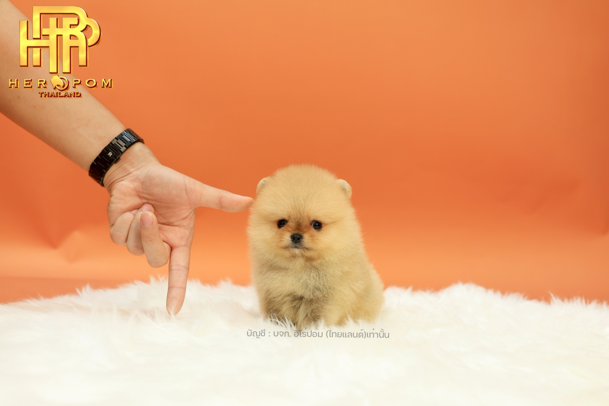 ปอมแท้ ปอมหน้าสั้น HRM-10160 เพศชาย สีส้ม อายุ 2 เดือน น่ารักมาก ๆ ถ่ายรูปแล้วขึ...