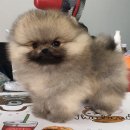 ขายปอมหน้าหมี สีส้ม เพศผู้ ไซต์เล็ก ฟรอมสวย สายเลือดดี พร้อมใบเพ็ตดีกรี 