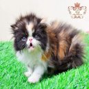 Persian CFA เพศเมีย อ้วนๆน่ารักๆ