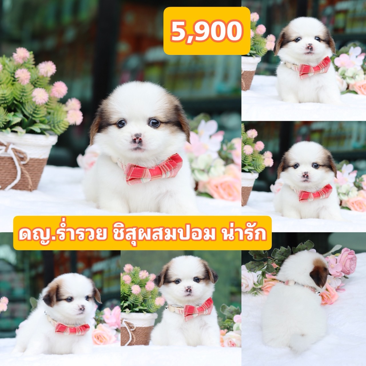 ชิสุผสมปอม