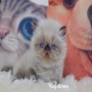 เอ็กซ์โซติกขนยาว / exotic long ที่เป็นสีหิมาลายัน Chocolate Lynx point Himalayan...