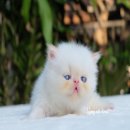 Chocolate red point Himalayan หิมาลายัน เร็ดพ้อย