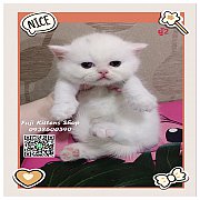***ได้บ้านแล้ว***ลูกแมวสก็อตติชโฟลด์พันธุ์แท้ขาวผู้