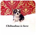 [Chihuahua Is Here] Blacktan Tricolor เพศเมีย (SOLD)