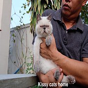 พร้อมย้ายบ้าน ลูกแมว Exotic sh ขนสั้น หิมาลายัน เพศชาย