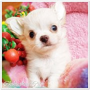 เด็กชายชิวาวา เกรดประกวดสายแชมป์ สายJapan เพ็ดดีกรี เต็มใบ จาก ฟาร์มชิวาวาซิตี้