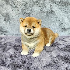 ชิบะ เพศผู้ สีแดง Puppy1