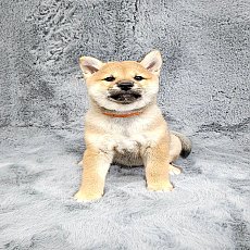 ชิบะ เพศเมีย สีน้ำตาล Shiba Girl2