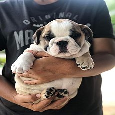 เปิดจองลูกบลูด็อกเพศเมีย
