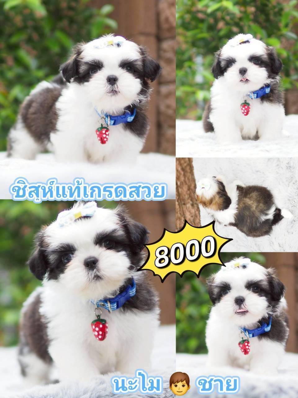 กิ๊ฟซ่าชิสุ ❤️ กทม