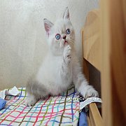 เปิดจอง exotic shorthair himalayan chocolate lynx point เอ็กซ์โซติก  ขนสั้น หิมา...