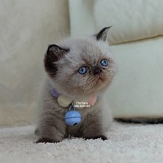 น้องพรไพริน Exotic shorthair เอ็กซ์โซติกขนสั้น สีหิมาลายัน ช็อคโกแลตพ้อย ตาสีฟ้า...