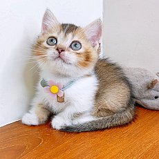 แมวมันช์กิ้น แมวขาสั้น ทรงดี คุณภาพ