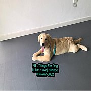 ผ้ายางกันลื่นสุนัข ป้องกันขาแบะ โรคข้อสะโพก ไม่ใช่โฟม ม้วนเดียวปูทั้งบ้าน