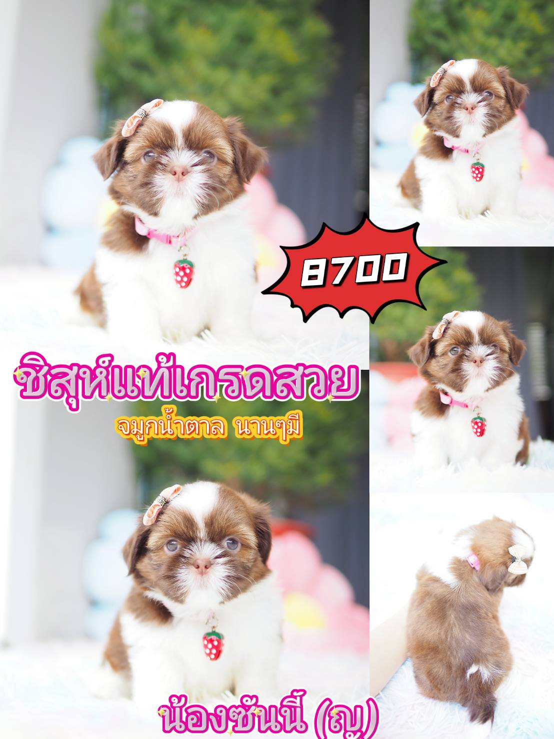 กิ๊ฟซ่า ชิสุห์ ส่วนลด รออยู่คะ