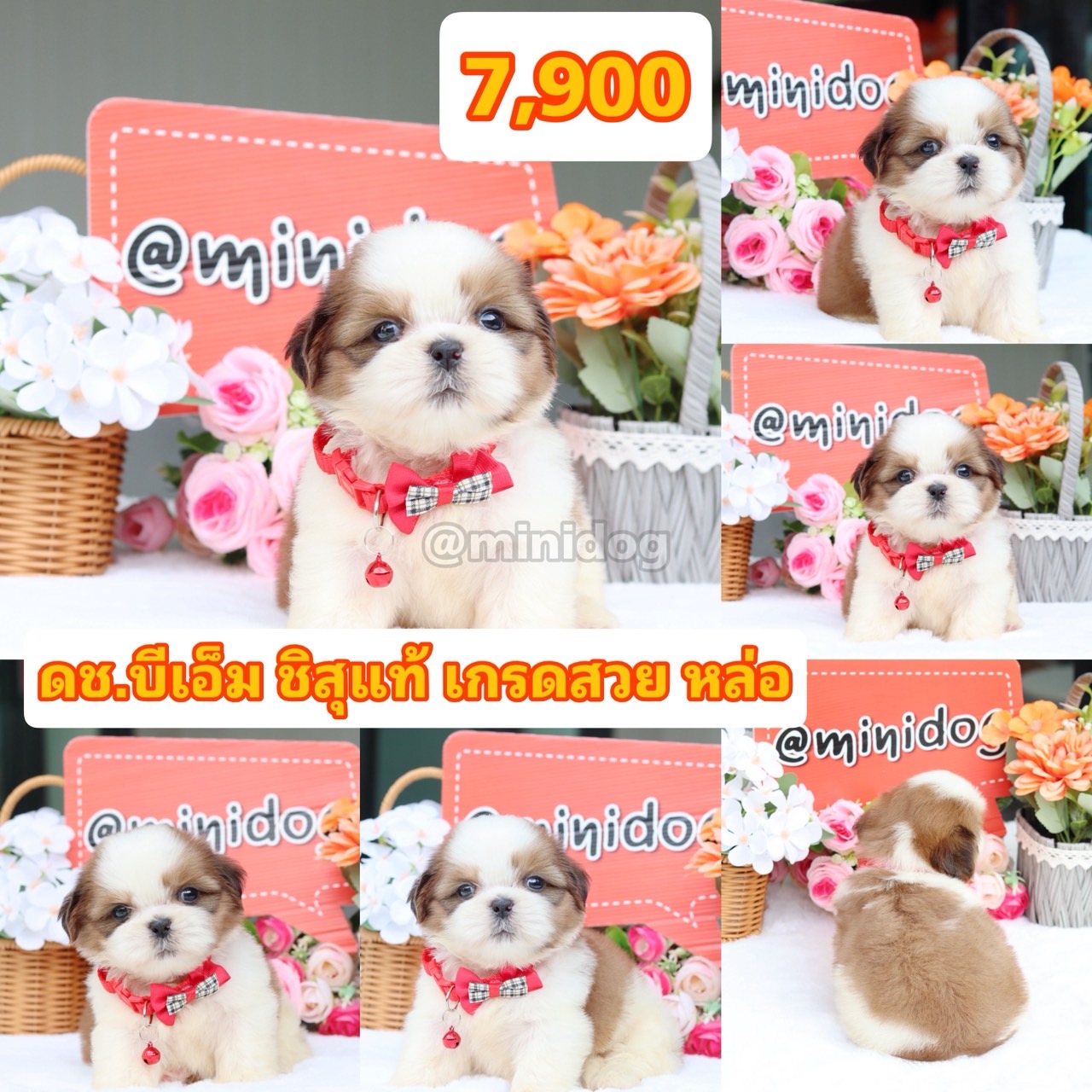 ชิสุแท้เกรดสวย